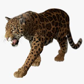 3D Jaguar FUR RIGGED